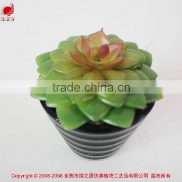 Tropical mini succulent plants bonsai for sale artificial succulents