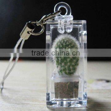 Live Mini Plant and Plant Pet Tree photo-2