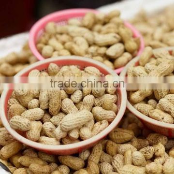 Blanched peanuts kernels 21/25, 25/29, 29/33, 35/39, 39/43 size