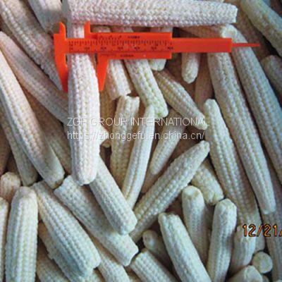 Frozen  IQF whole baby corn