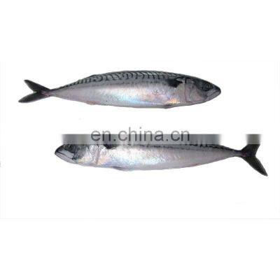 New fish fresh frozen whole round pacific mackerel