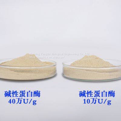 Alkaline Protease CAS：9014-01-1 Bacillus Subtilis Protease Food Grade photo-2