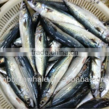 frozen whole mackerel mackerel from China