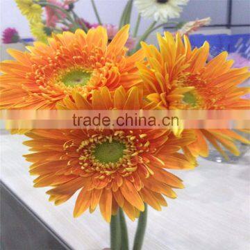 Export Fresh Chrysanthemum Flowers to Dubai Cut Flowers