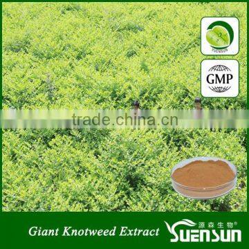 Organic high quality giant knotweed extract resveratrol extract