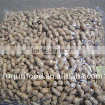 Roasted peanut in shells