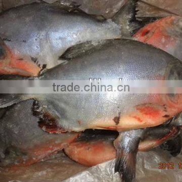 fresh frozen red pomfret fish