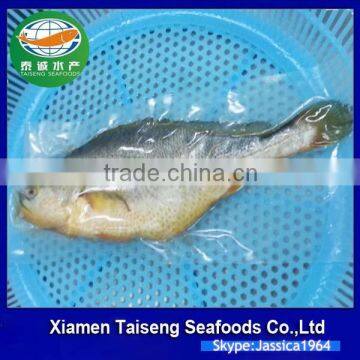 Frozen Seafoods Frozen Yellow Croaker photo-3