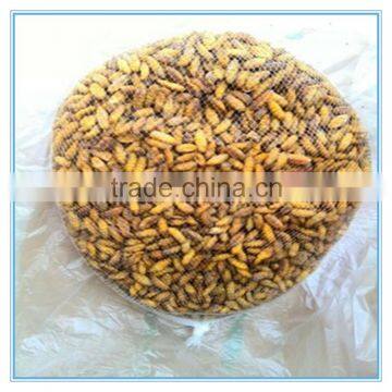 Hot Sale Delicious Dry IQF Frozen Silkworm photo-3