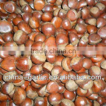 New Season 2013!!! China Chestnut for sale