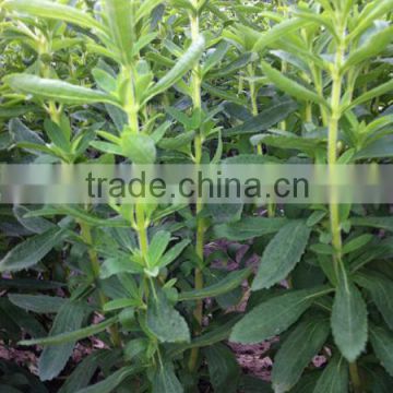 High Germination Rate Crop stevia seeds for growing