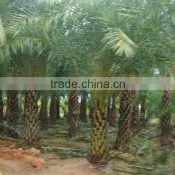 Hot Wholesale Outdoor Ornamental Decrotive Landscaping Phoenix Sylvestris Palm Trees Plants
