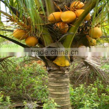 natural coconut fruit palm tree