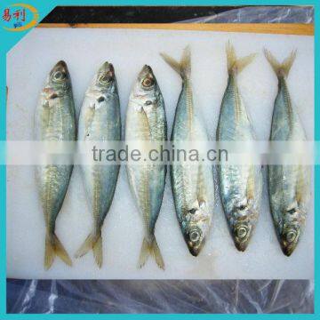 Frozen fish purse seiner horse mackerel IQF