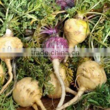 Natural Maca Root Extract Powder photo-2
