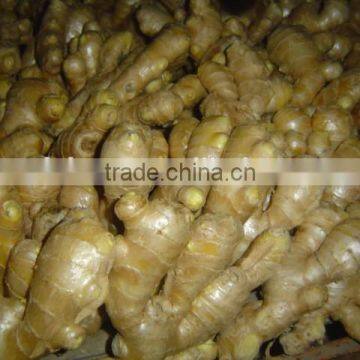 Fresh Air Dried Ginger photo-2