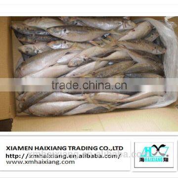 Whole Round frozen horse mackerel fish price