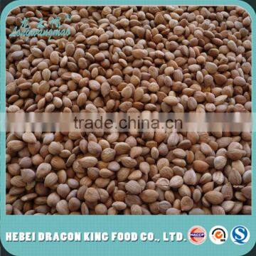 2016 New Crop Organic Apricot Nuts & Kernels photo-2