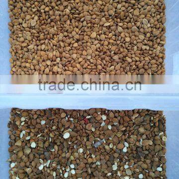 Intelligent Almond Color Sorting Machine photo-5