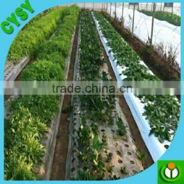 Tomato greenhouse breeding mulch film