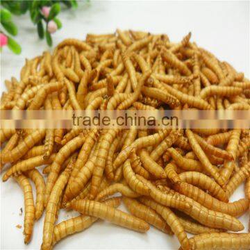 Premium Freeze Dried Mealworms For Bird Food;Natural Mealworms photo-3