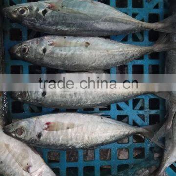 Frozen Fresh Seafood Big Eye Horse Mackerel Superior Quality Fish photo-3
