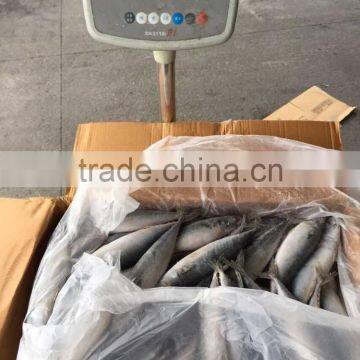 Pacific Mackerel 250-300g Seafrozen 2015 photo-5