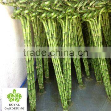 Lucky bamboo ( Dracaena Sanderiana) Spiral shape factory