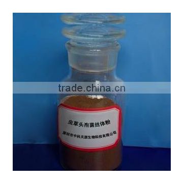 cordyceps powder