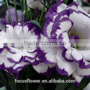 Beautiful Purple Ring Eustoma Flowers For Export