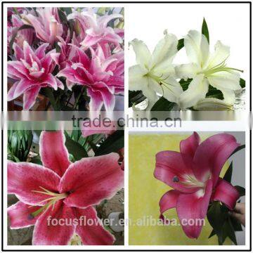 2017 New Different Types Of Lily Flowers