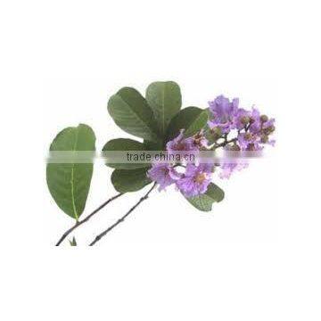 Banaba Extract photo-3