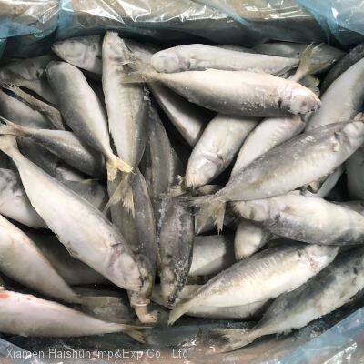 Frozen horse mackerel with small eyes; round scad