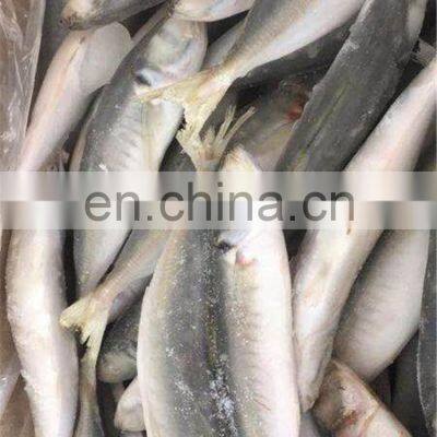 Frozen Small Eye Horse Mackerel Fish Decapterus Maruadsi Round Scad