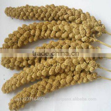 YELLOW MILLET photo-3