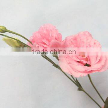 China Hotsell Fresh Cut Flower Eustoma Lisianthus photo-3