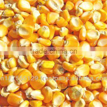 Maize Yellow Corn