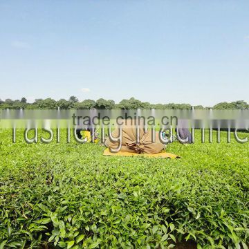 2016 Petrol Tea Harvester