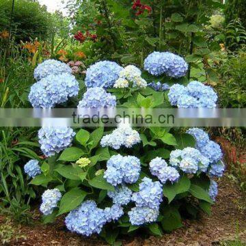 Hydrangea Macrophylla