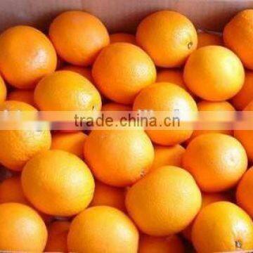 Supply fresh orange with good quality for sale