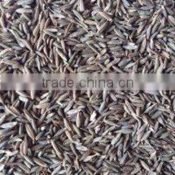 Fennel seed with grade Pharmaceutical food and Cosmetic from CHINA for sale
