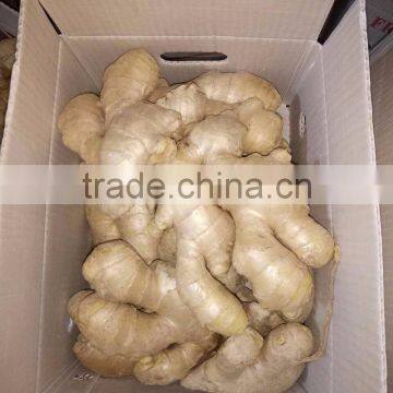 Fresh Ginger photo-5