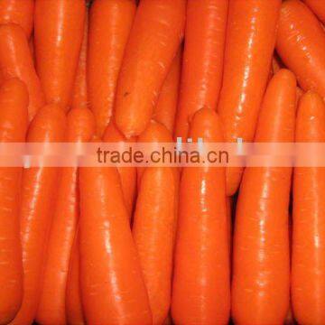 Fresh Red Carrots