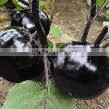 Hybrid black eggplant seeds for growing-Black Majesty