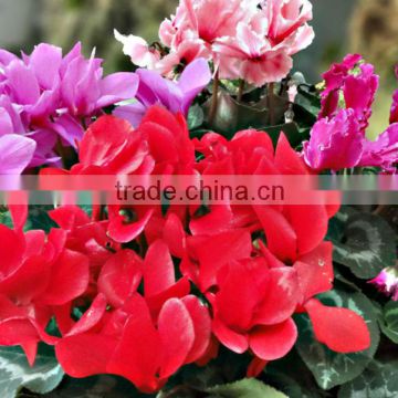 Cyclamen Absolute seeds flower seeds for growing