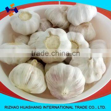 red fresh garlic size6.0cm