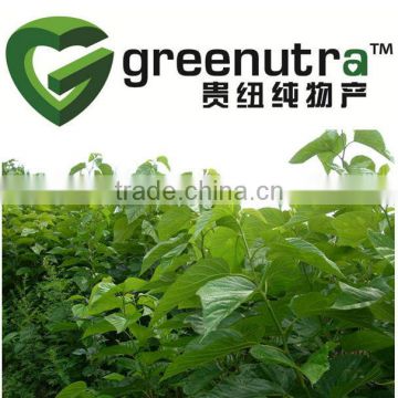 Mulberry Leaf Extract