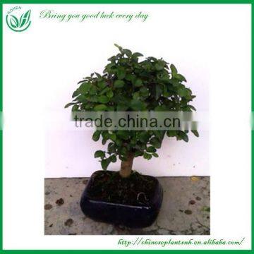 Ligustrum Evergreen Ornamental Plants