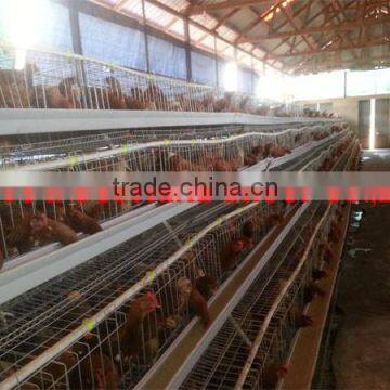 TAIYU Farm Machines for Laying Hens photo-4