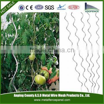 Plant stake spiral for tomato